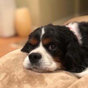 Meet your Posher, Steven